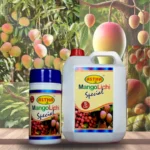 Mango lichi spl