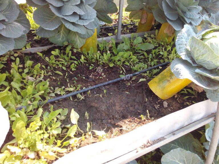 Astha Roof Shade Garden