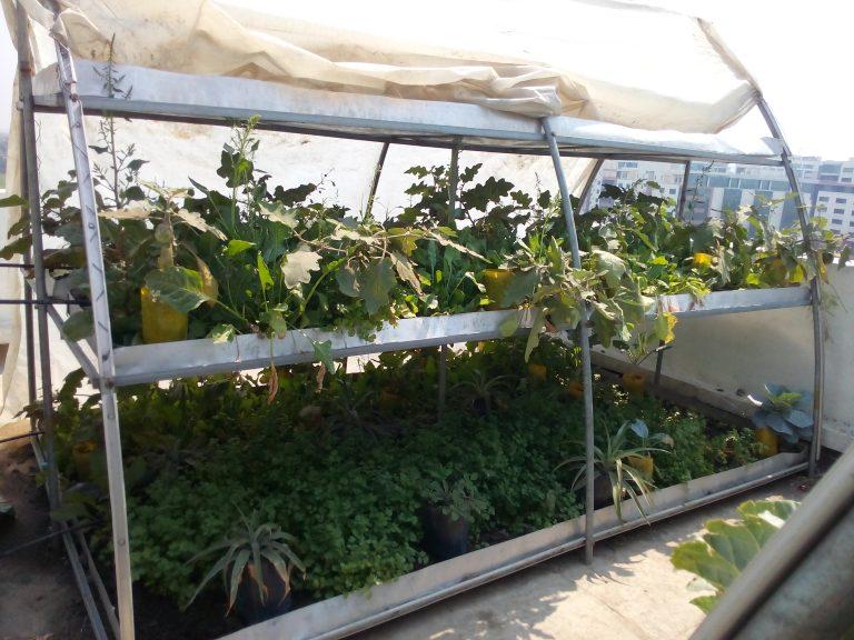 Roof Shade Garden