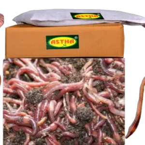 Live Eisenia Fetida Earthworms for Sale